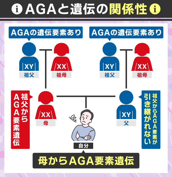 AGAと遺伝の関係性を表した組織図