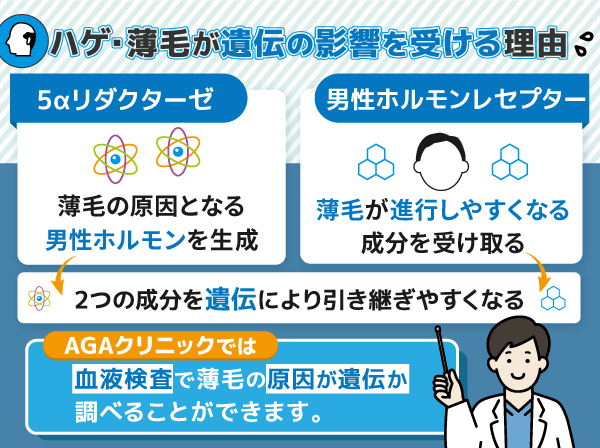 ハゲ・薄毛が遺伝する理由を示した図