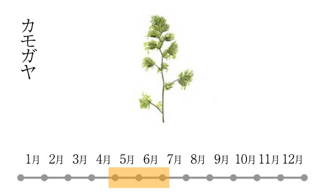 カモガヤ（花粉の飛散時期：4月下旬～7月上旬）