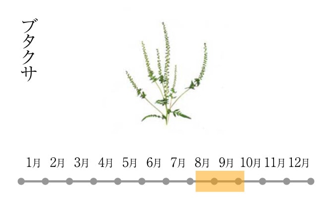 ブタクサ（花粉の飛散時期：8月上旬～10月中旬）